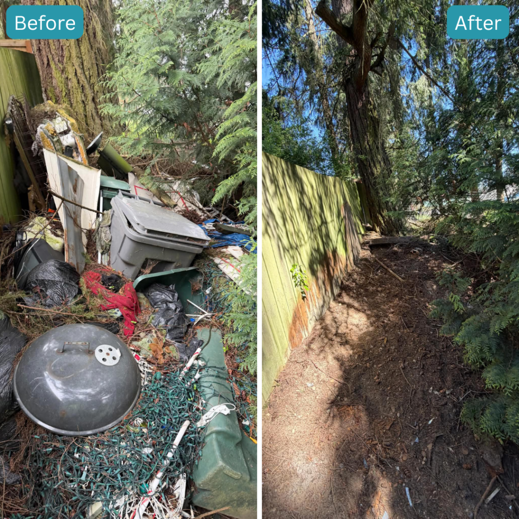 Yard waste removal project in Arlington WA before and after cleanup